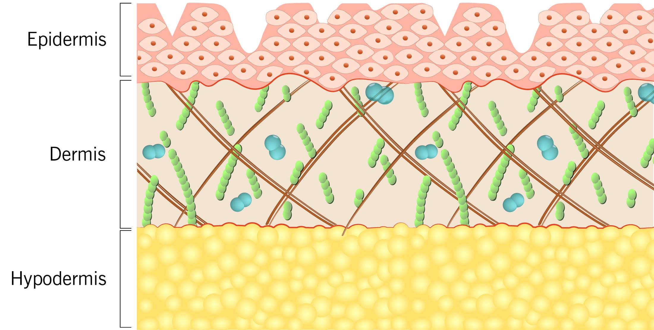 Skin-Cross-Section_1